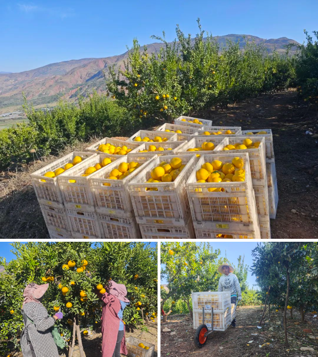 1734946127992259.png image.png